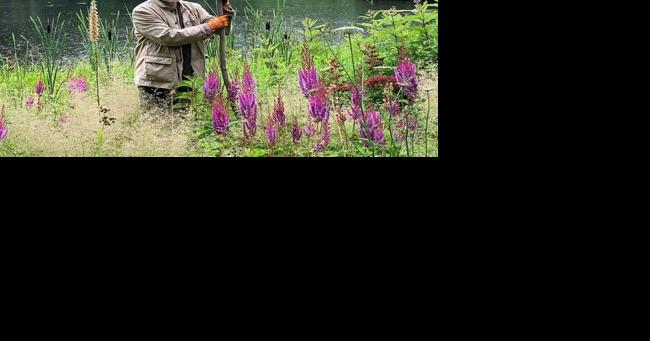 European garden masters of the New Perennial Movement follow a more naturalistic approach to gardening | Home-garden - Vimarsana News
