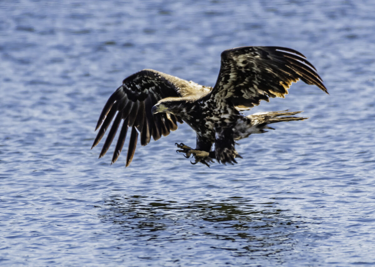 Eagle1.jpg