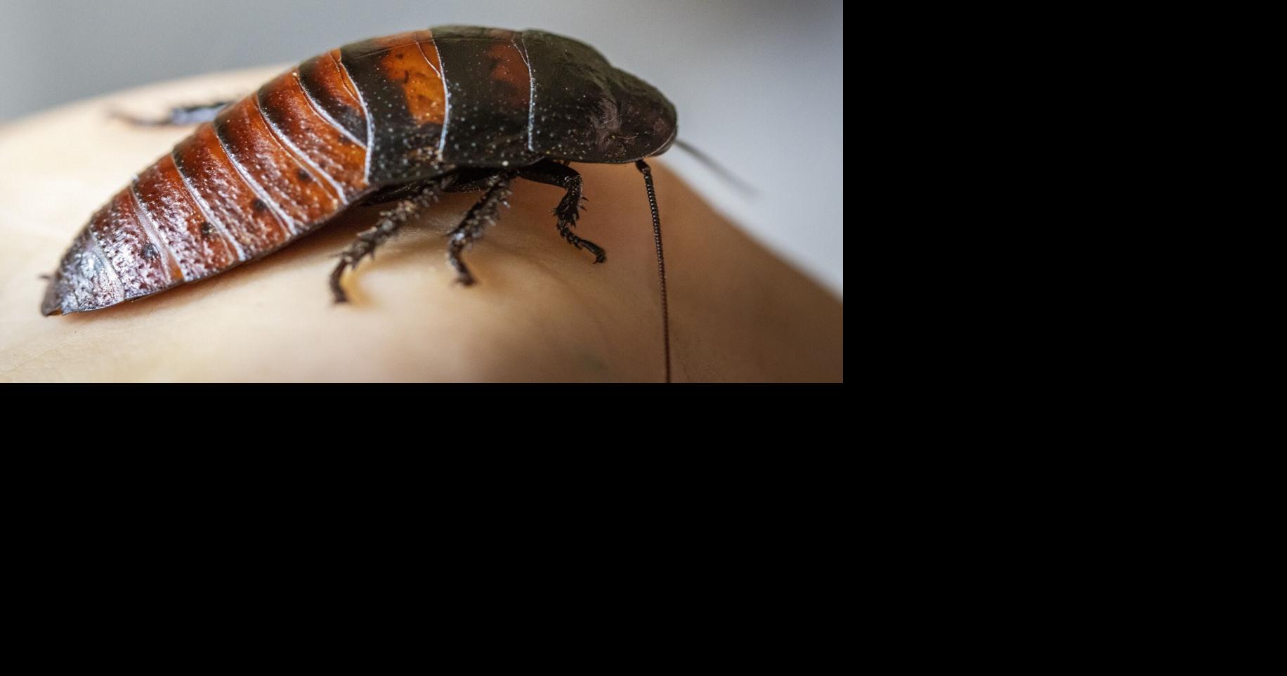 A reader's son wants a hissing cockroach for the holidays. It's one of