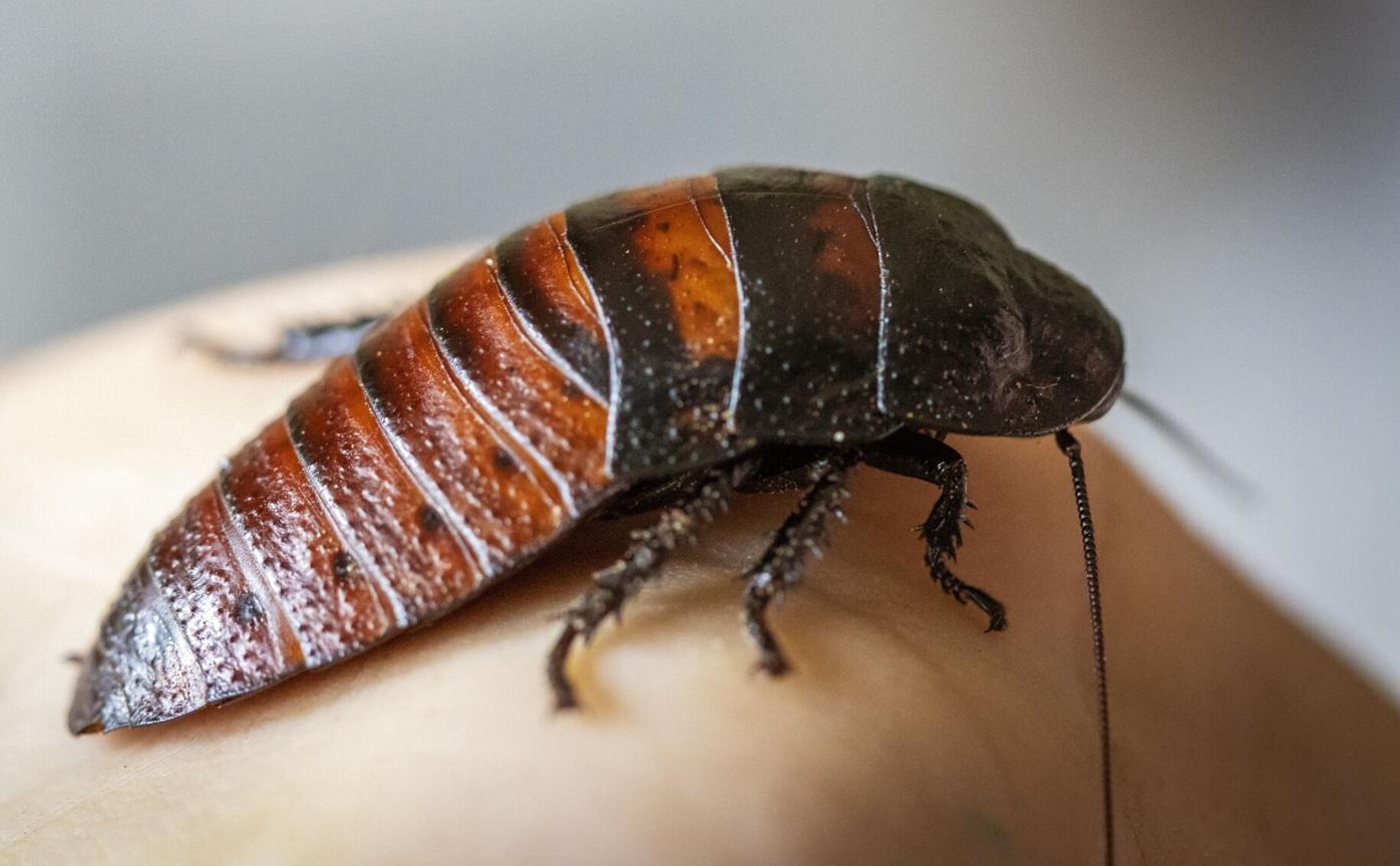 A reader's son wants a hissing cockroach for the holidays. It's one of the  easiest insects to care for, according to Thom Smith | Home-garden |  