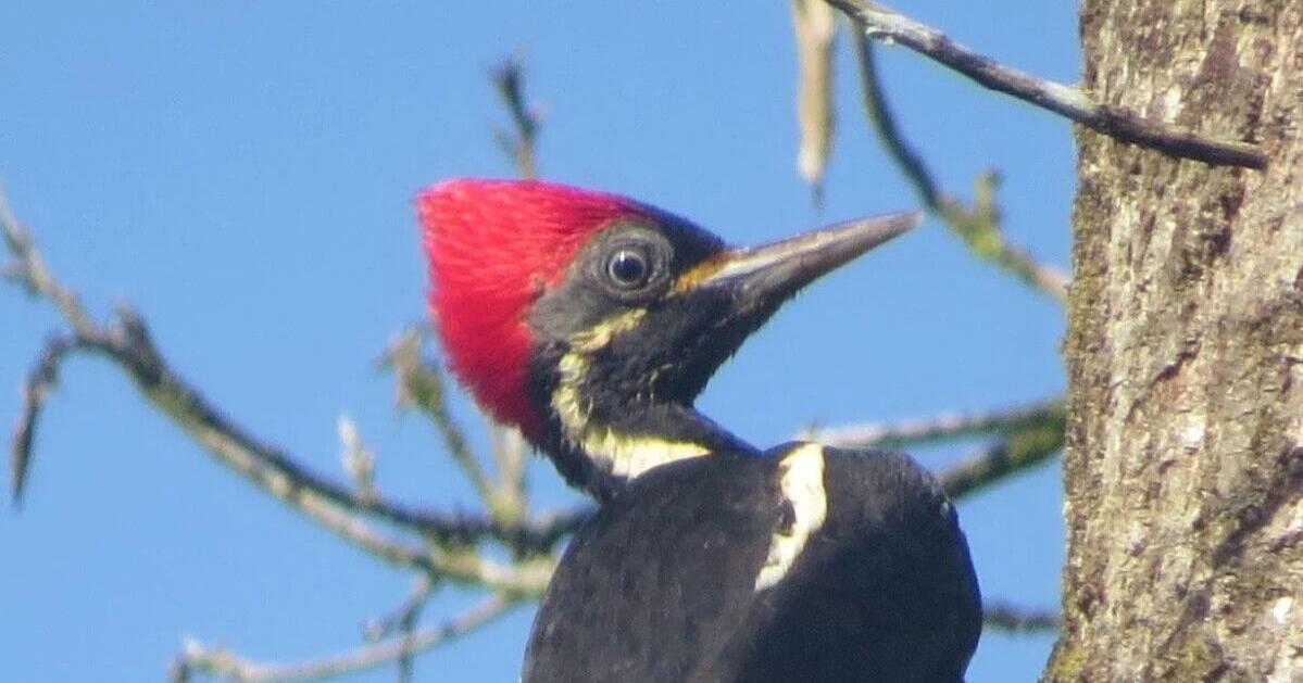 Woodpeckers keep the forest buzzing