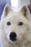 Artic gray wolf makes positive impression