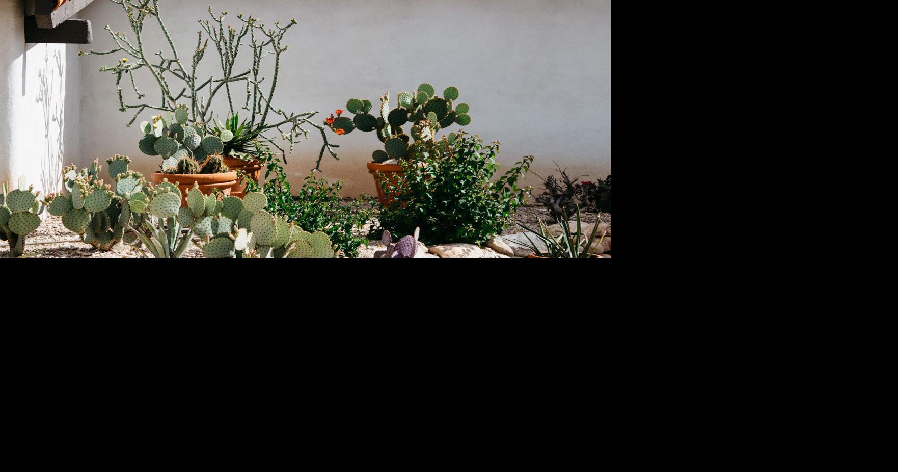 David Selman was a pioneer in the cultivation of native and drought-tolerant plants in the Southwest.  Here’s how to apply his legacy to your Northeast garden |  Home and garden
