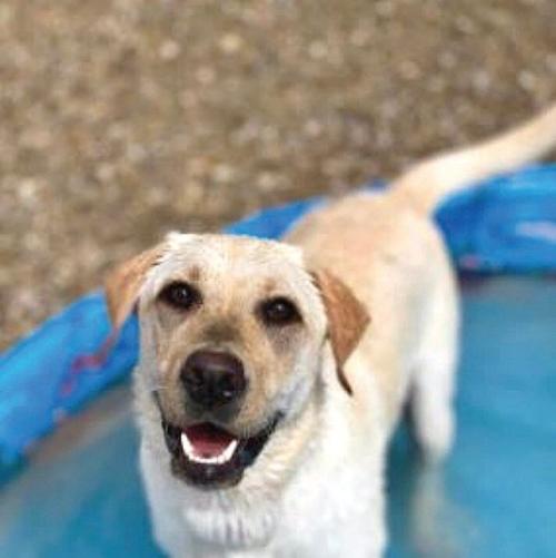 Need a spa day, play date or lodging for Spike or Socks?