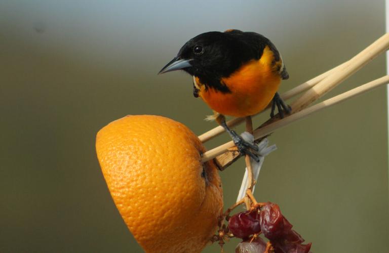 Attracting Baltimore orioles: Put a piece of orange and some jelly