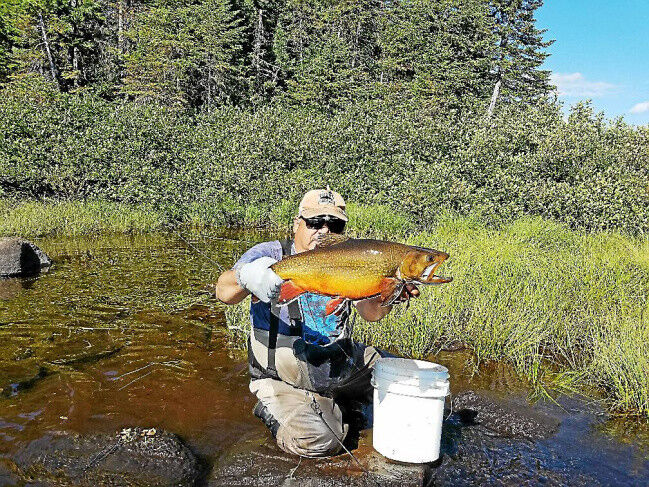 Gene Chague  Berkshire Woods and Waters: Unbelievable brook trout