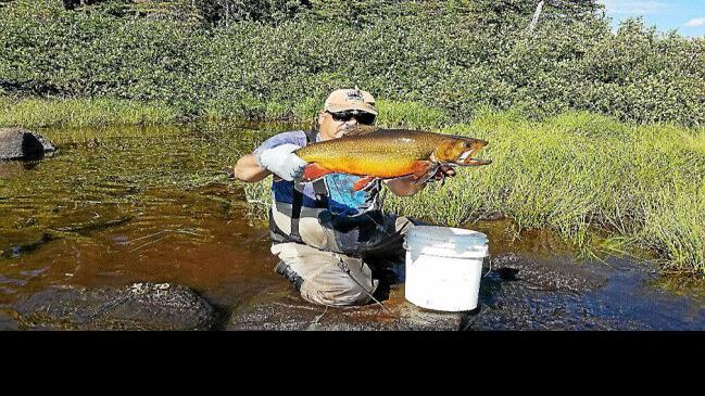 Gene Chague Berkshire Woods And Waters Unbelievable Brook Trout Fishing In Labrador Archives Berkshireeagle Com