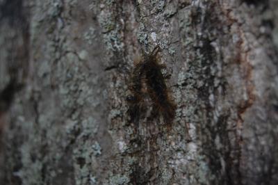Spongy moth - virus infection.JPG