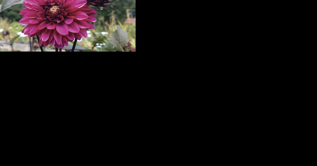 Pass over daffodil bulbs this fall? 'Bulb guru' makes a case for keeping them in your garden - Vimarsana News