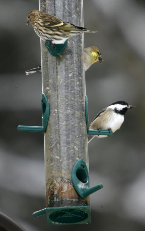 Thom Smith Should We Be Worried About Bird Feeder Salmonella Arts And Culture Berkshireeagle Com