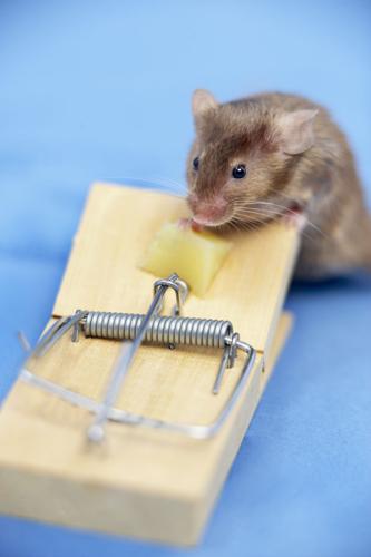 Mouse trap and wireless mouse. A wireless mouse smelling on the