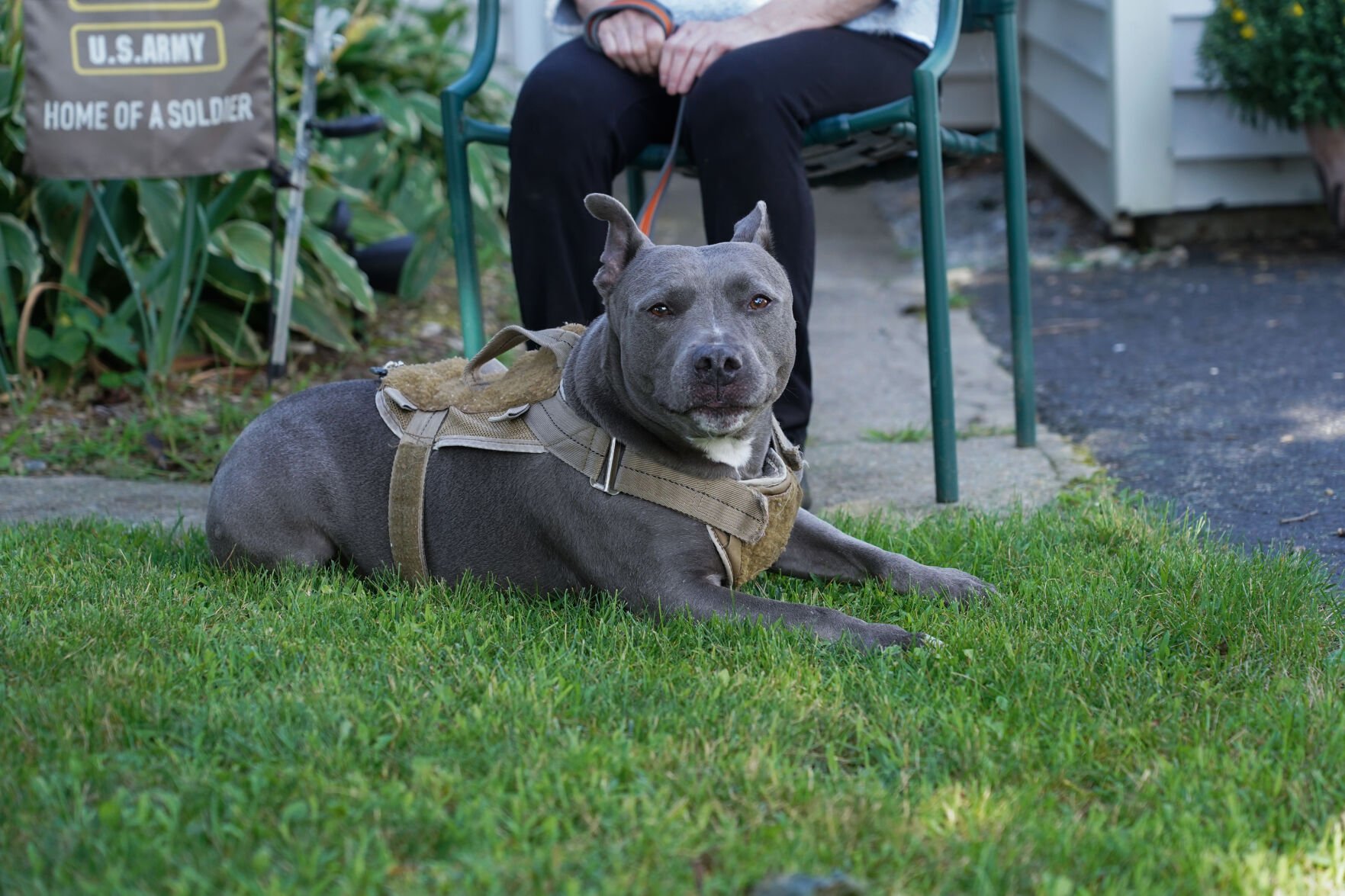 Blue best sale pitbull home