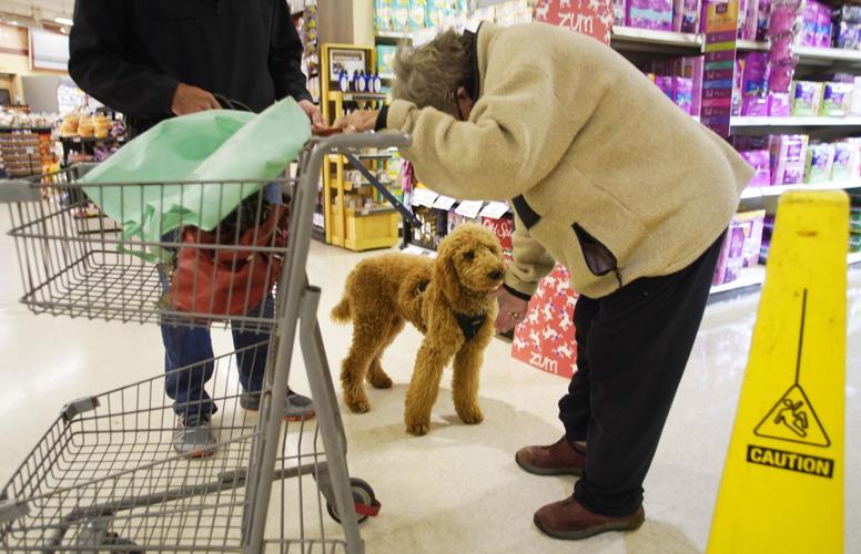 Dog at supermarket