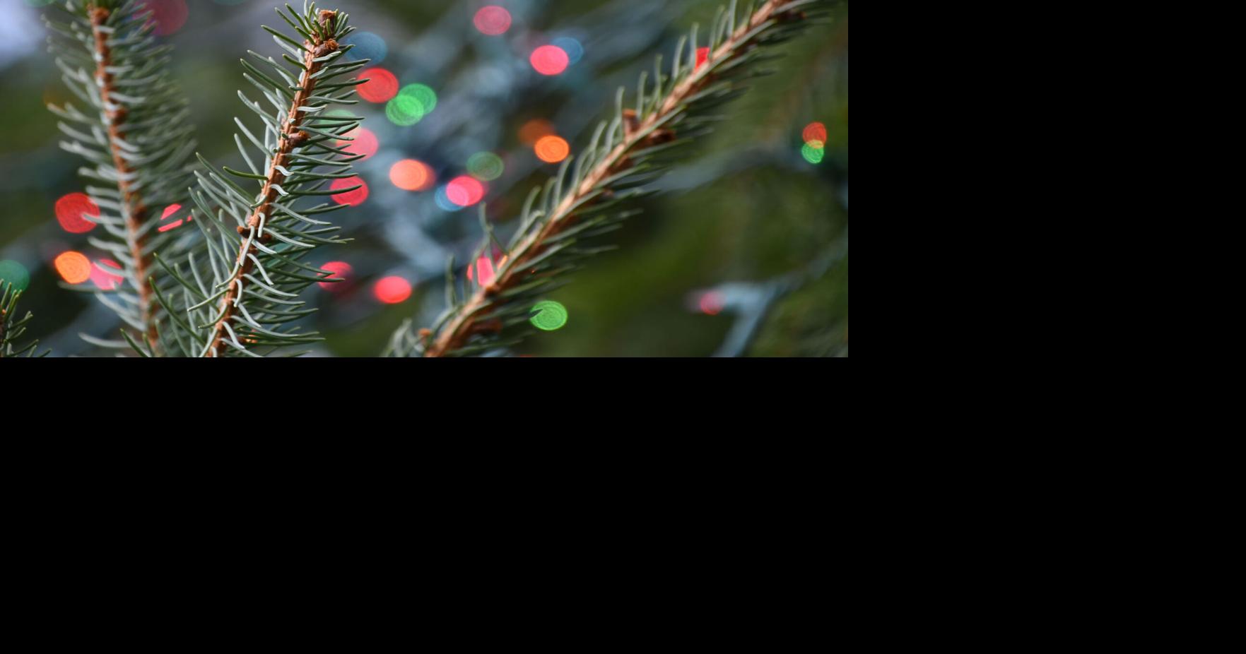 Need to get rid of your Christmas trees and wreaths? Head to this drop-off event in Lee …