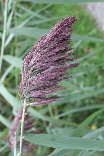 Phragmites or Common Reed