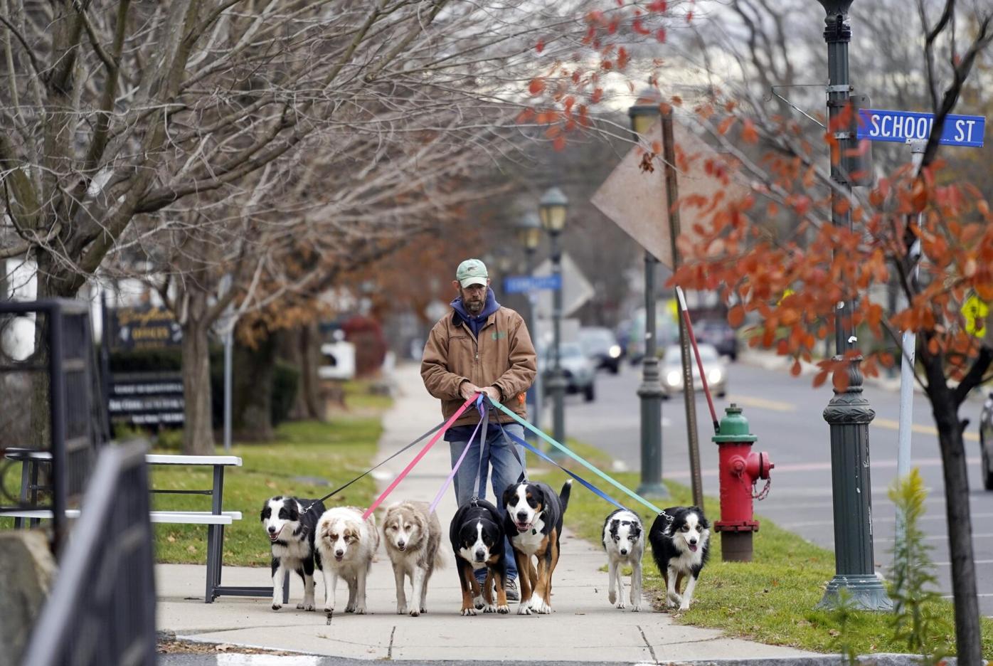 Man walks dogs in Lee