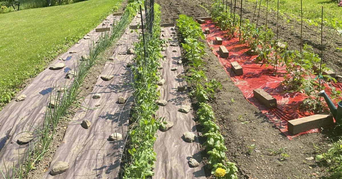 In June, garden puts its best face on Ruth Bass is an award-winning journalist. Her website is ruthbass.com . The opinions expressed by columnists do not necessarily reflect the views of The Berkshire Eagle. Featured Local Savings Featured Local Savings