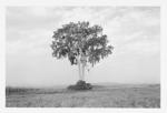 Photographer shares his lifelong love, respect for trees in "Portraits of American Trees"