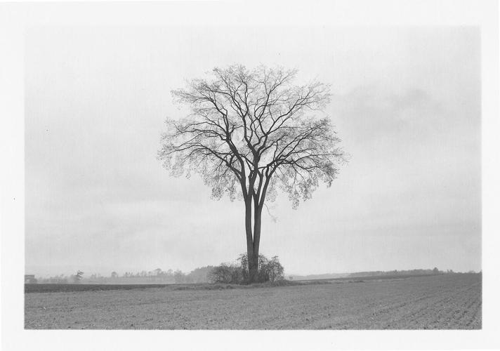 Photographer shares his lifelong love, respect for trees in ...