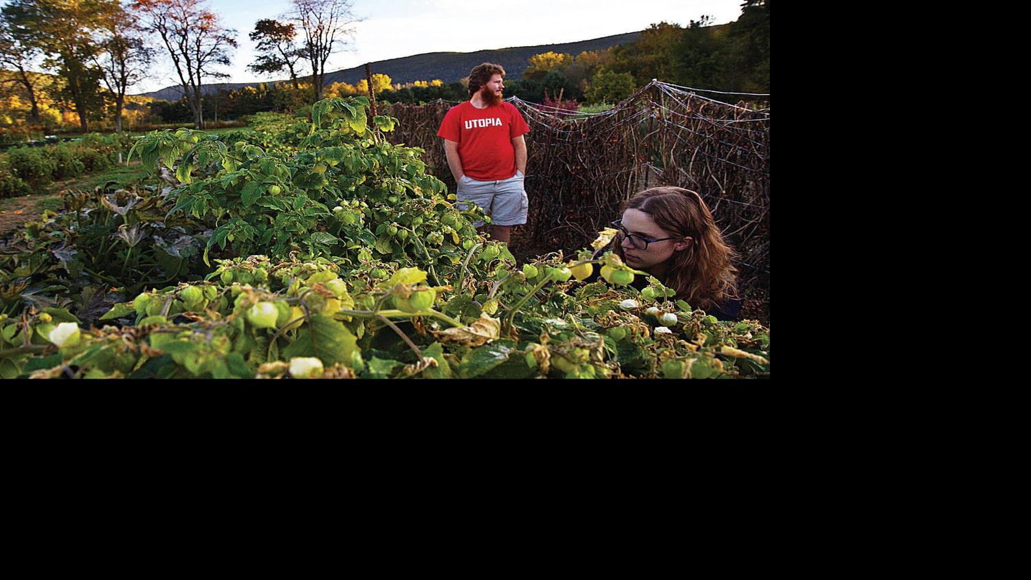 Honoring Original Csa S Legacy At Indian Line Farm Archives Berkshireeagle Com By selling shares of the projected harvest from her apple orchard to local customers, she ensured a stable income for the farm. berkshire eagle
