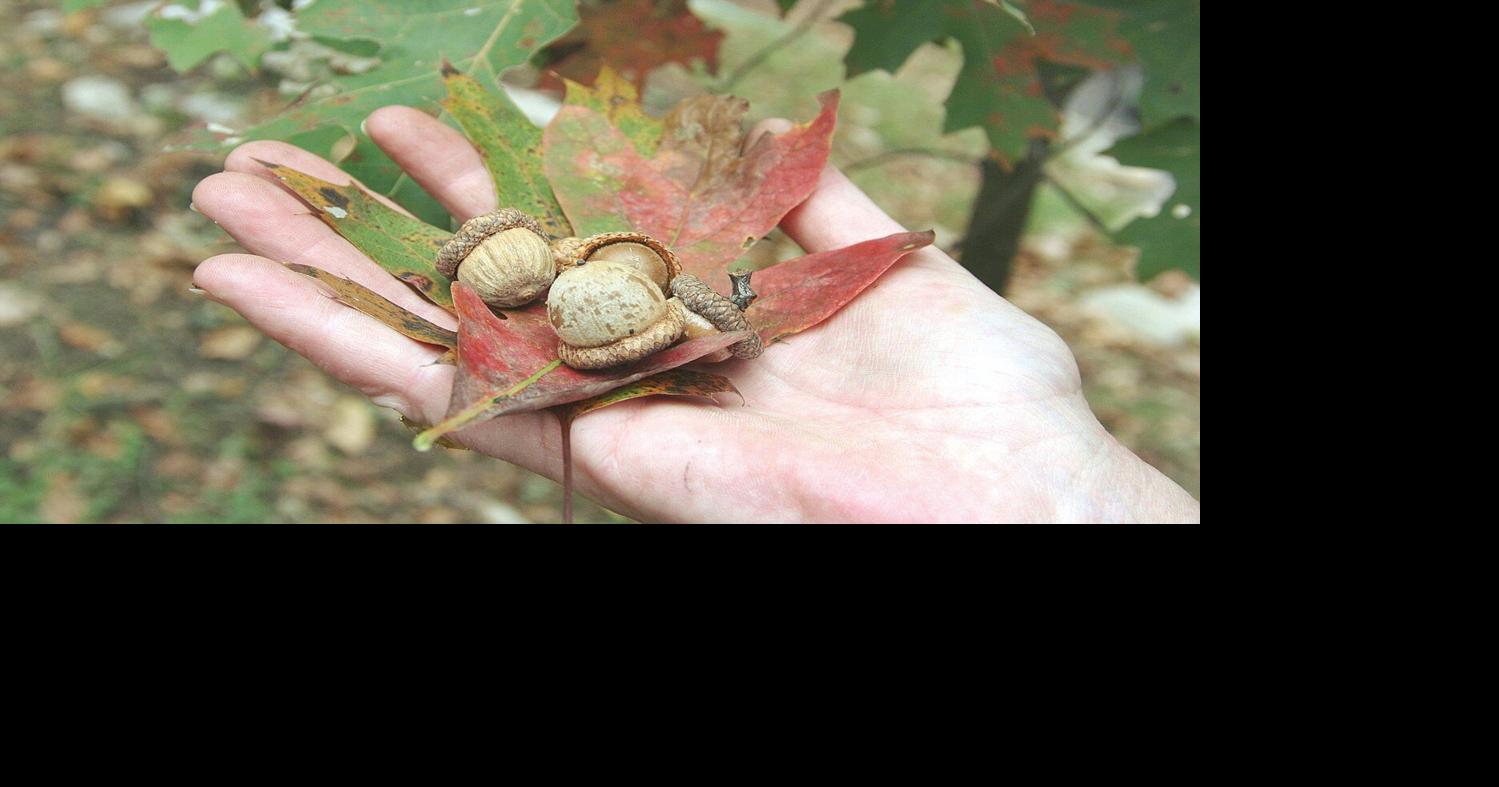 Ron Kujawski 'Why so many acorns this year?' Outdoors