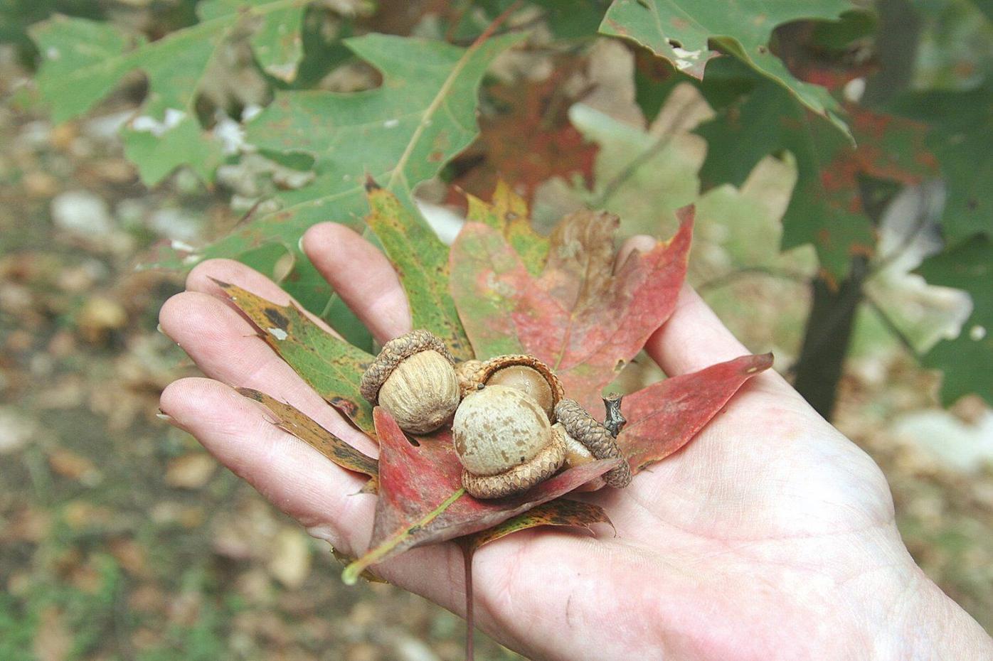 Economic Botany and Cultural History: Northern red oak | Urban Forest  Initiative, image size:1396x930