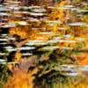 Looking for fall foliage? Don't head to mountains, find a river