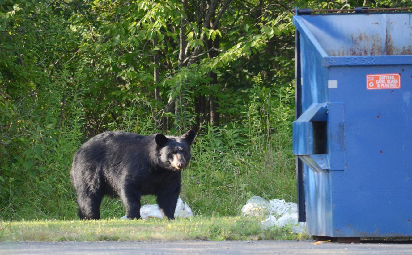 It's time to take in the bird feeders — black bears are on the move in