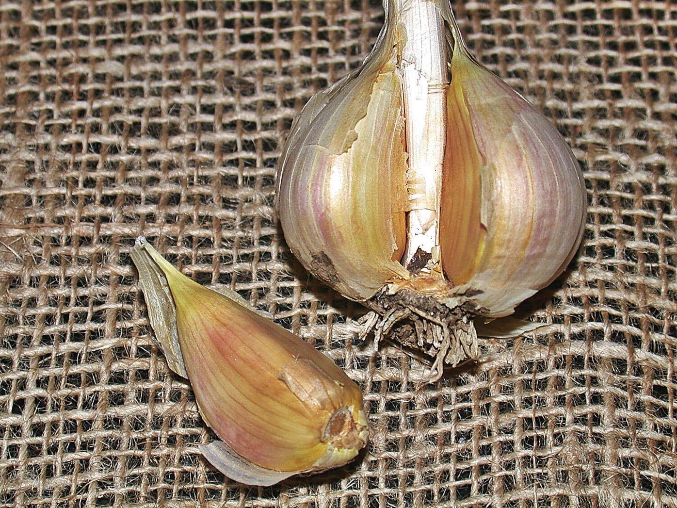 What Is The Difference Between Hardneck & Softneck Garlic – John Boy Farms
