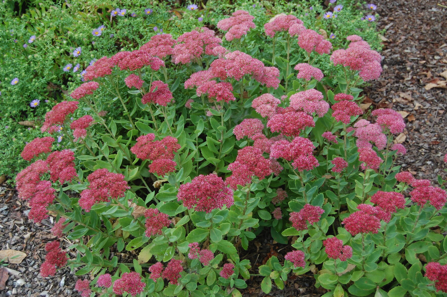 To ensure fall colors, add the flowering Autumn Joy to your perennial garden - Vimarsana News