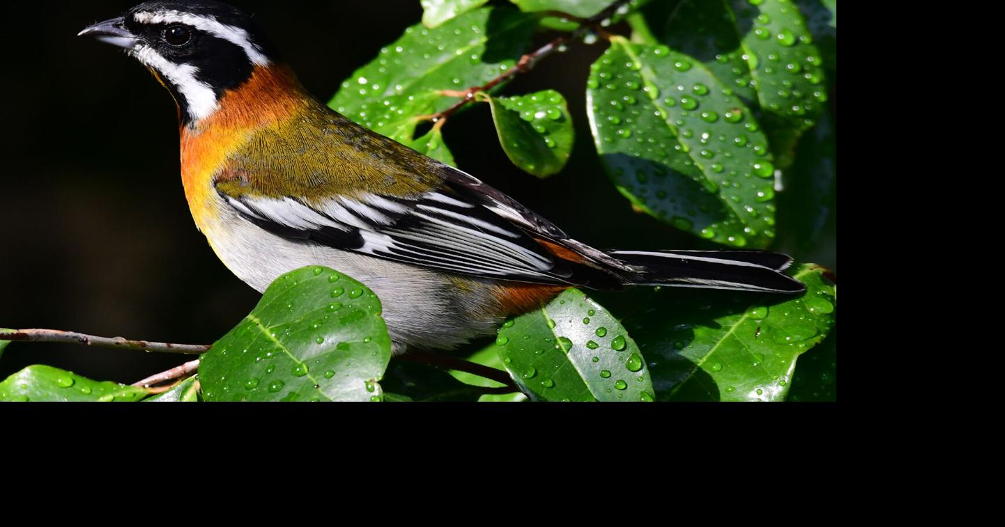 Western spindalis amazes with vibrant plumage