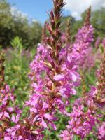 Thom Smith: Invasive purple loosestrife is not for a home garden