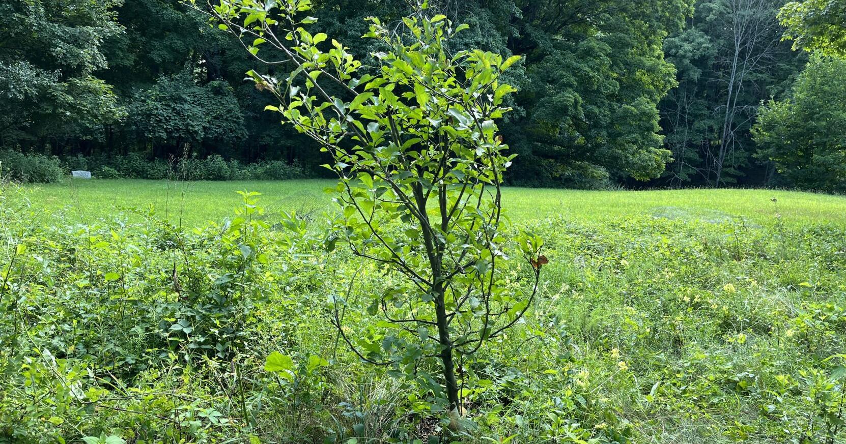 Ralph Gardner Jr.: My apple trees need help - Vimarsana News
