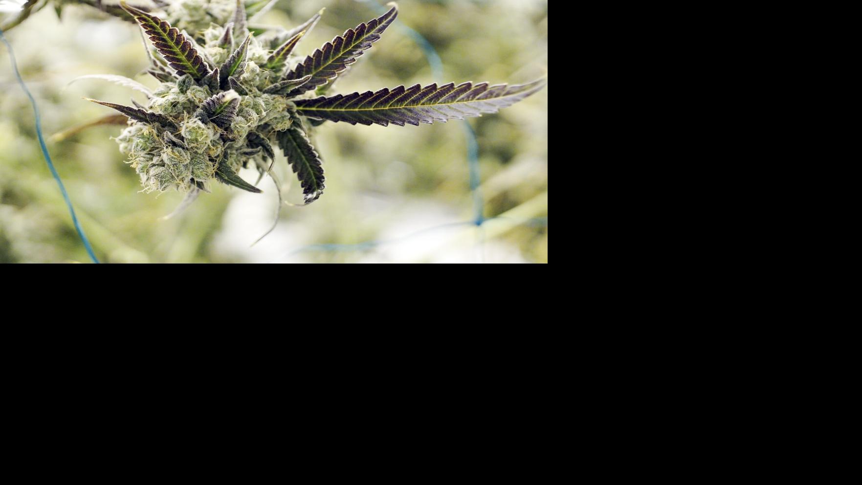 Why Does Marijuana Cost So Much In Massachusetts For One Blame Taxes 