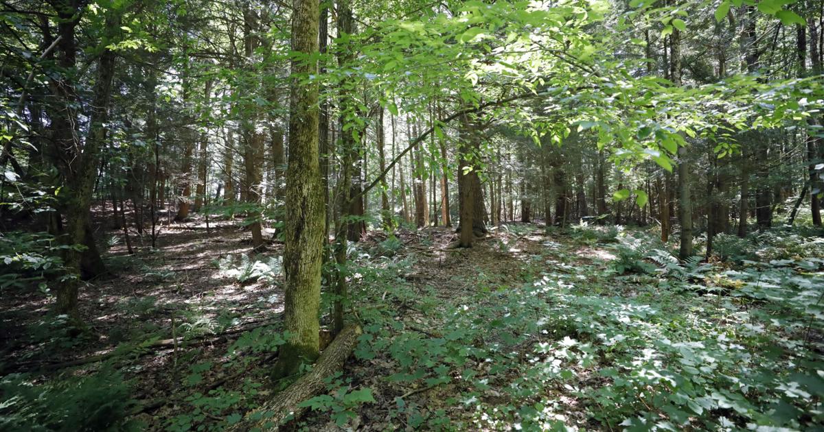 The 'essence of Richmond will be gone': Residents divided over Furnace Road development