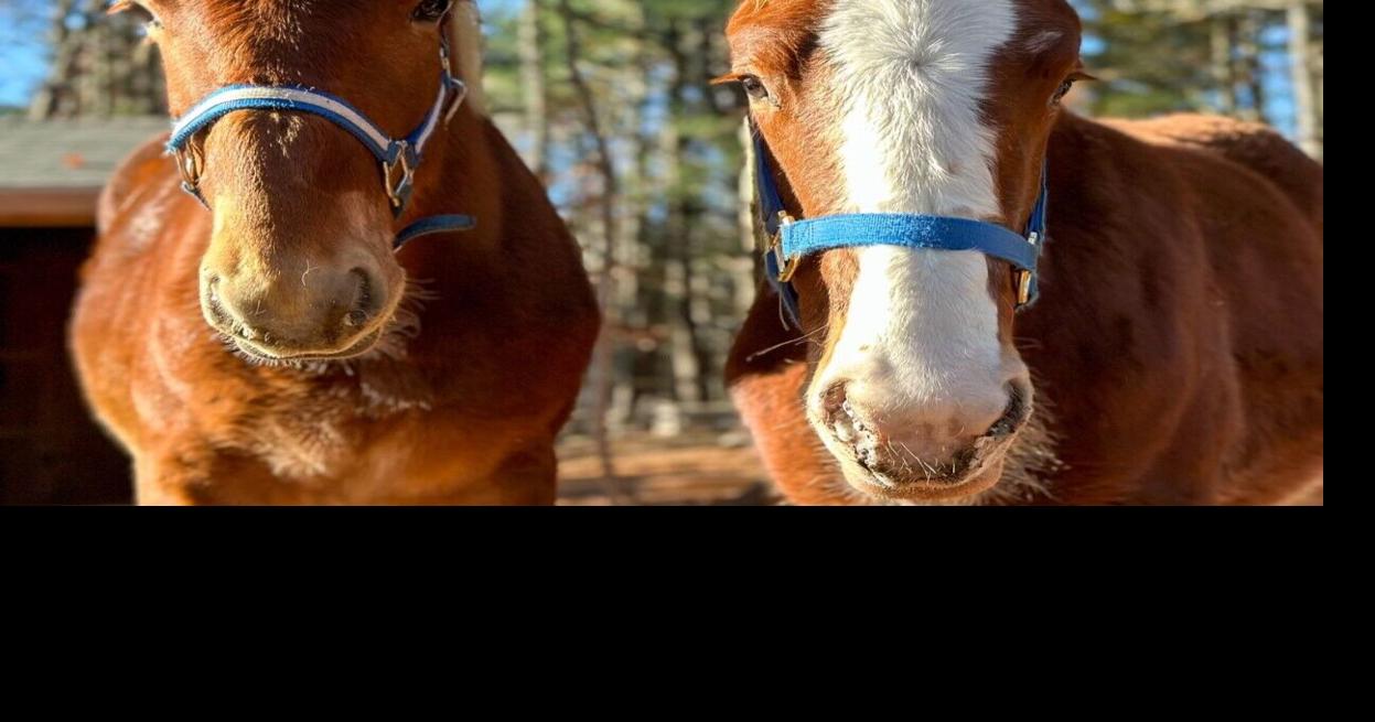 A Savoy horse rescue operation deferred taking in new animals. But its Facebook post helped to