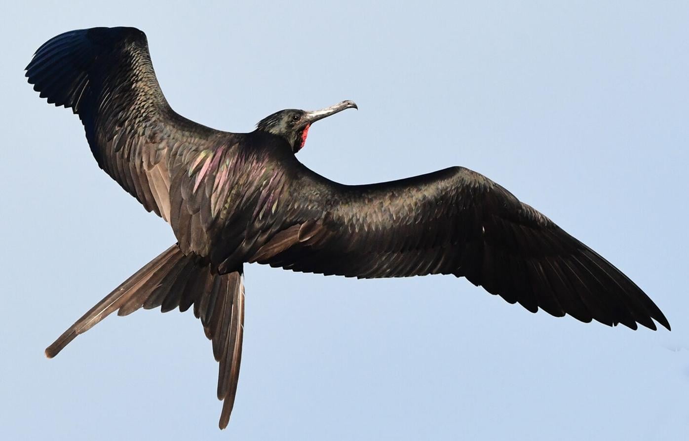 Getting a closer look at magnificent frigatebirds in flight | Arts 