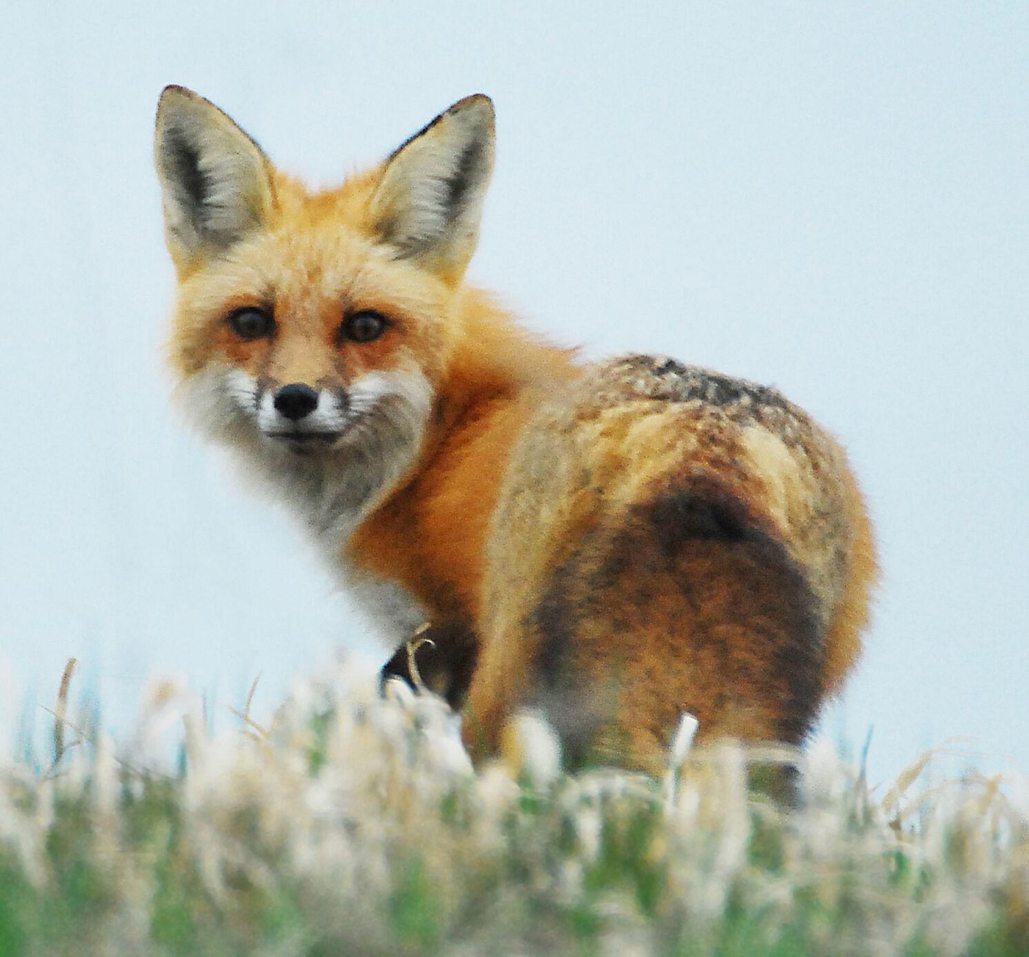 what-does-the-red-fox-sound-like-arts-and-culture-berkshireeagle