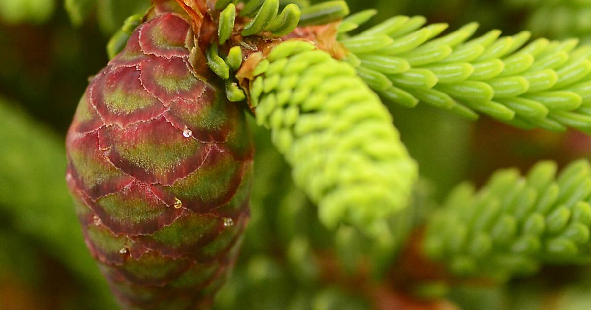 Low Canadian cone crops and high bird numbers hint at busy winter feeders in the Berkshires