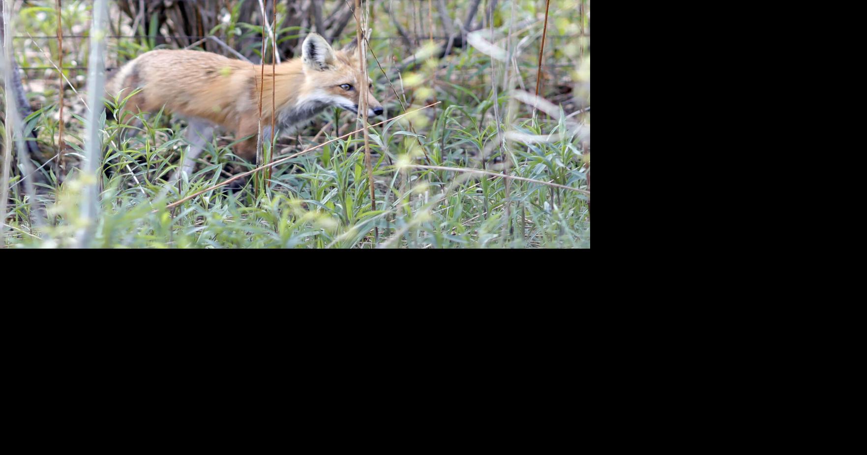 Foxes kill a flock of 70 hens at an egg farm in Great Barrington. The community is rallying to