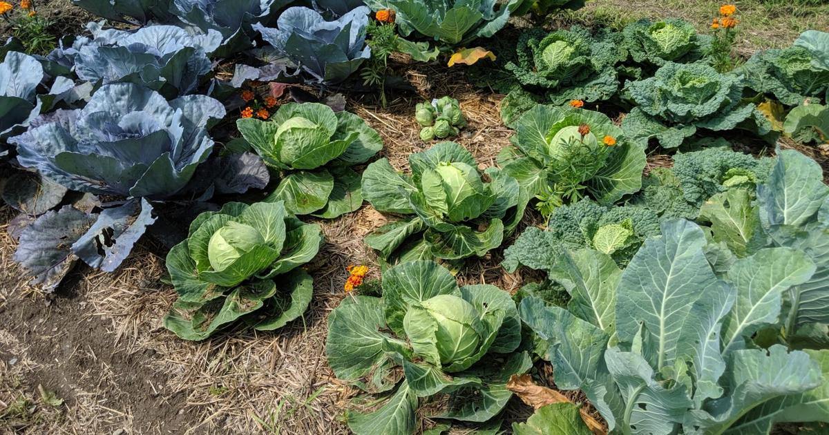 YARD GARDEN FARM - cover