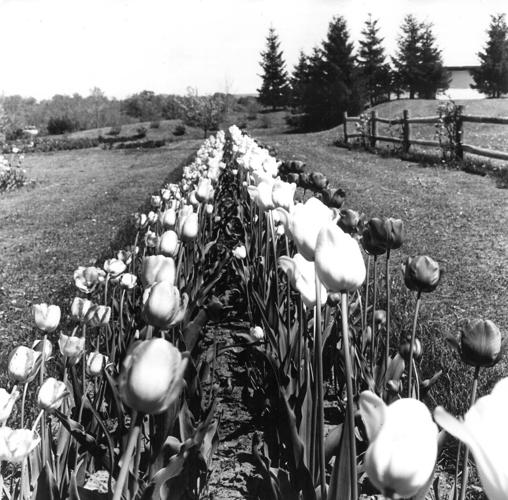 Springside Park's tulip gardens were maintained by the Springside Park Men's Garden Club and the park's Greenhouse Group.