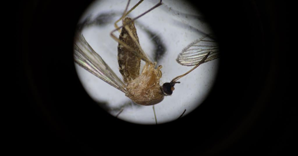 Half of Berkshire County is now at moderate risk for West Nile virus. Here's what you need to know