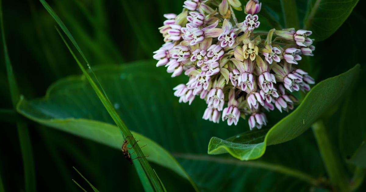 Milkweed is great for butterflies, but it can take over your flower garden if you let it | Home-garden