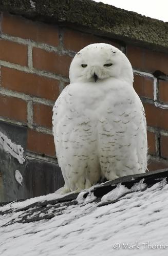 snowy owl sits