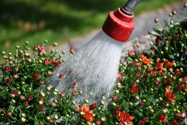 A close up of a hose as it waters mums