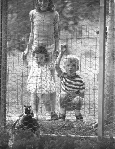Three children observe a pheasant at the Springside Park Zoo at Springside Park, July, 1968. The Department of Parks and Recreation had successfully hatched 100 pheasant eggs that year and added them to the zoo enclosure.
