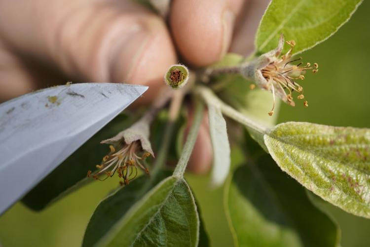 frost damage on apple blossom
