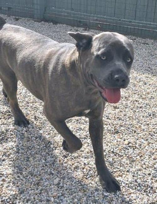Need a spa day, play date or lodging for Spike or Socks?
