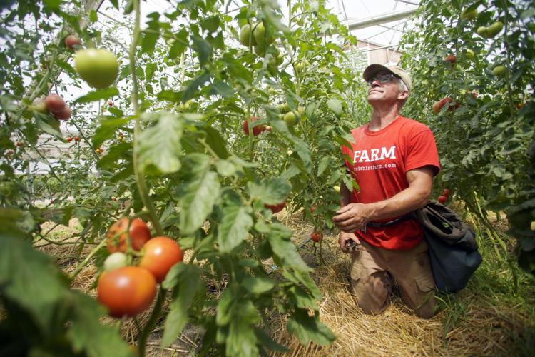 Jim Schultz prunes tomatoes in a greenhouse